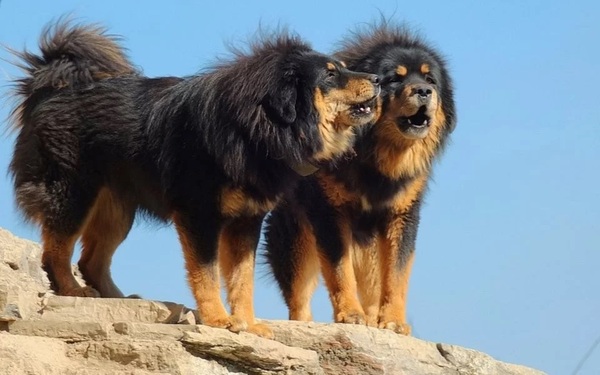 tibetska-doga-mastiff